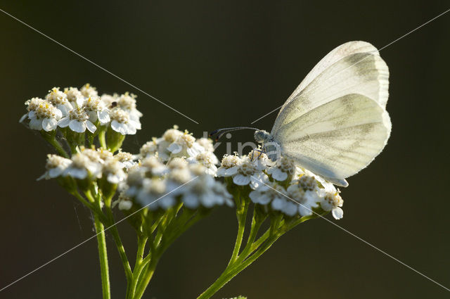 Wood White (Leptidea sinapis)