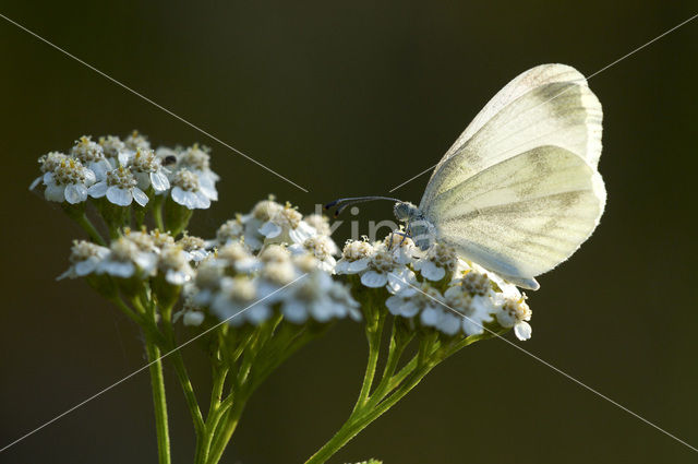 Wood White (Leptidea sinapis)