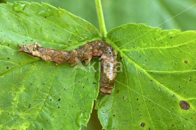 Peach Blossom (Thyatira batis)