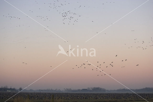 Barnacle Goose (Branta leucopsis)