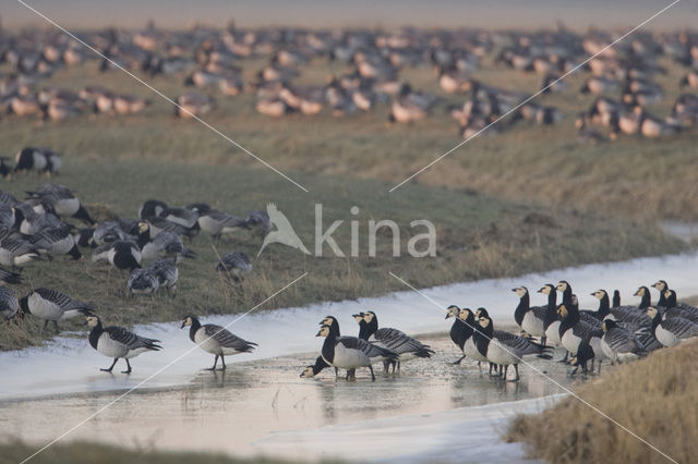 Barnacle Goose (Branta leucopsis)