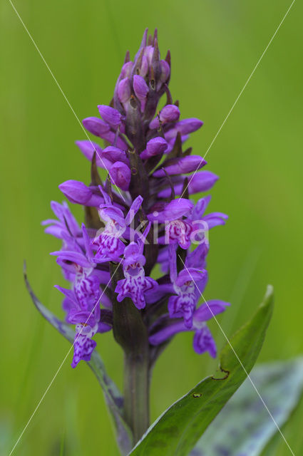 Broad-leaved Marsh-orchid (Dactylorhiza majalis ssp. majalis)