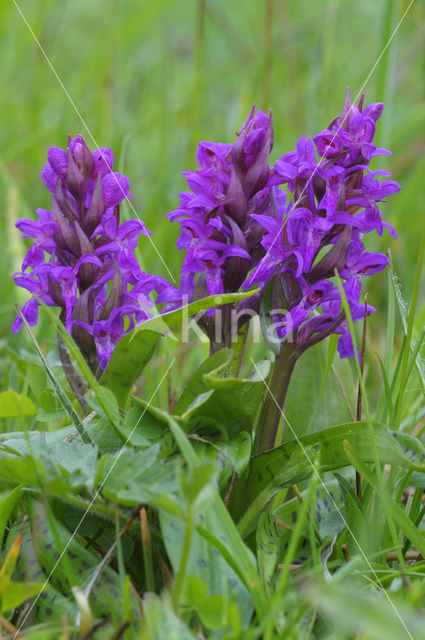 Broad-leaved Marsh-orchid (Dactylorhiza majalis ssp. majalis)