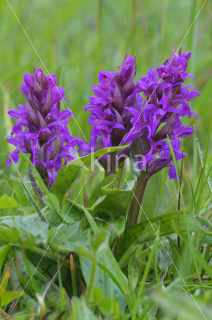 Brede orchis (Dactylorhiza majalis ssp. majalis)