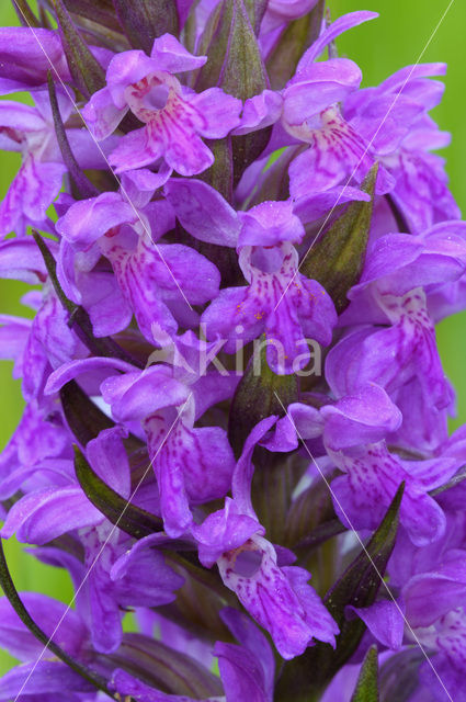Broad-leaved Marsh-orchid (Dactylorhiza majalis ssp. majalis)