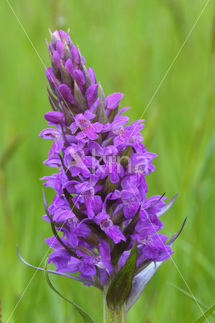 Broad-leaved Marsh-orchid (Dactylorhiza majalis ssp. majalis)