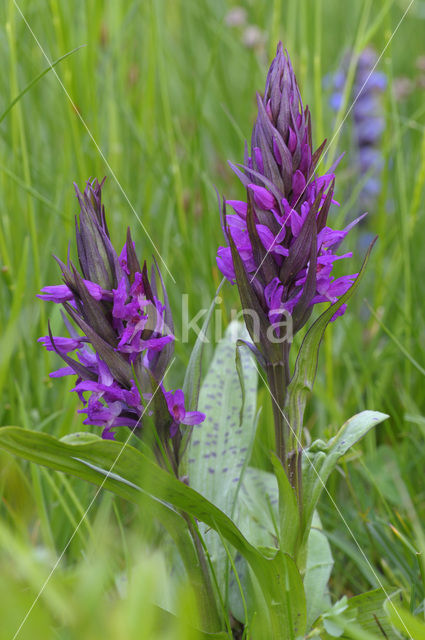 Broad-leaved Marsh-orchid (Dactylorhiza majalis ssp. majalis)