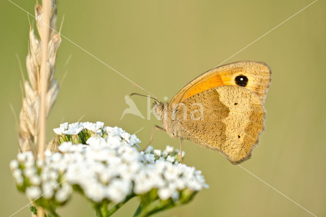 Bruin zandoogje (Maniola jurtina)