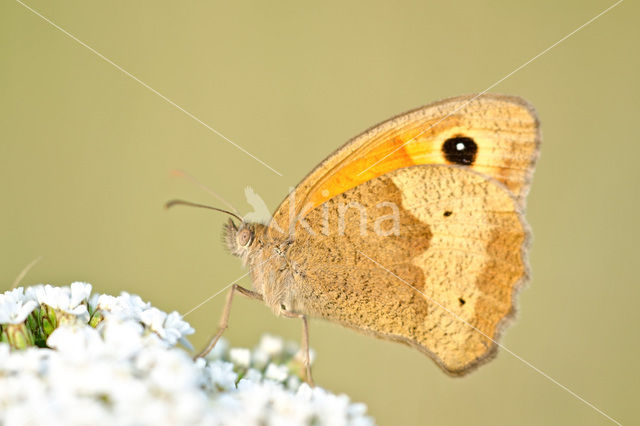 Bruin zandoogje (Maniola jurtina)