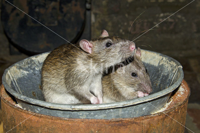 Bruine rat (Rattus norvegicus)