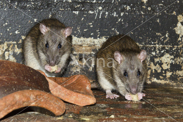 Bruine rat (Rattus norvegicus)