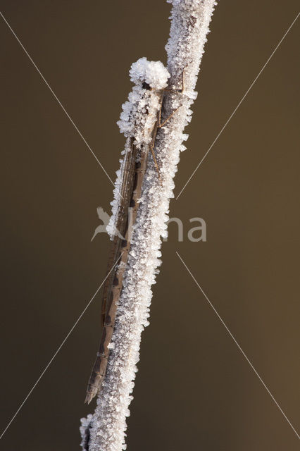 Bruine winterjuffer (Sympecma fusca)