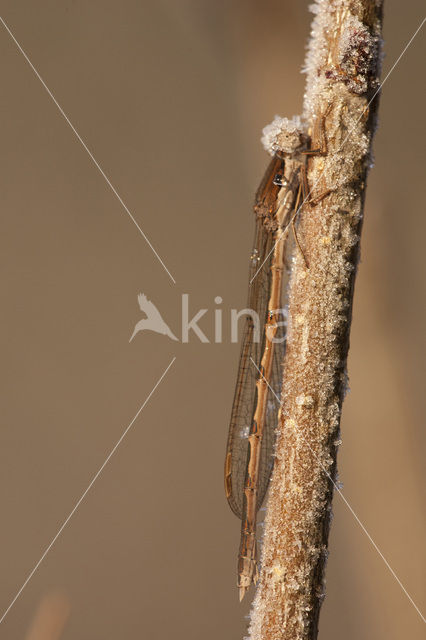 Bruine winterjuffer (Sympecma fusca)