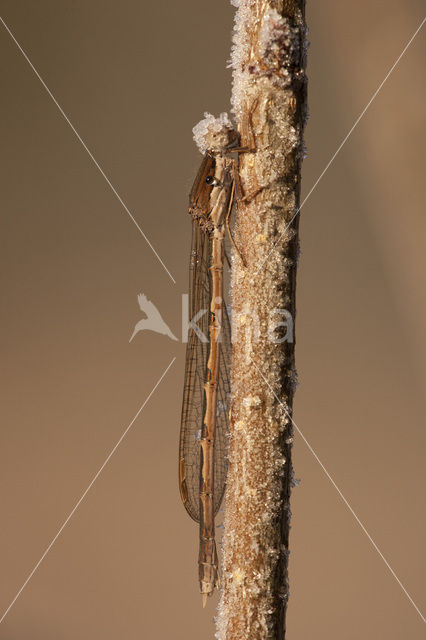 Brown Emerald Damselfly (Sympecma fusca)