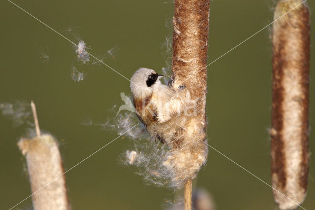 Eurasian Penduline-Tit (Remiz pendulinus)