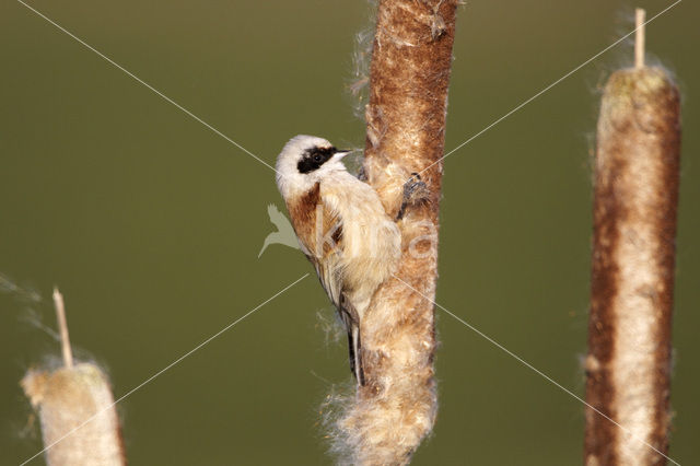 Eurasian Penduline-Tit (Remiz pendulinus)