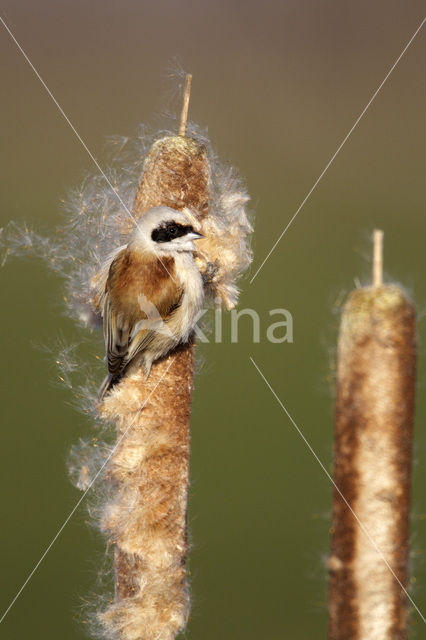 Eurasian Penduline-Tit (Remiz pendulinus)