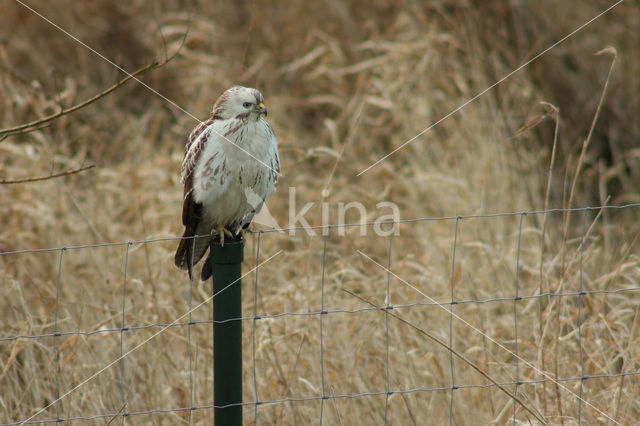 Common Buzzard (Buteo buteo)