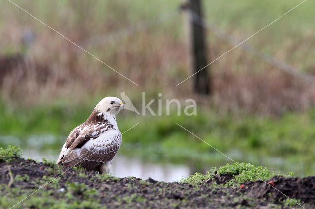 Common Buzzard (Buteo buteo)