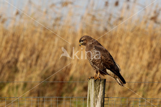 Common Buzzard (Buteo buteo)