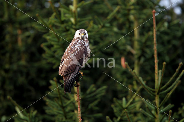 Common Buzzard (Buteo buteo)