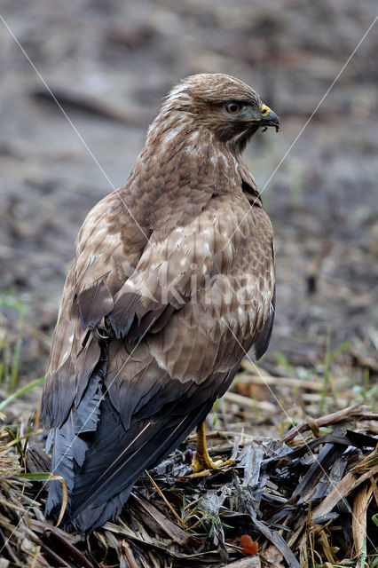 Common Buzzard (Buteo buteo)