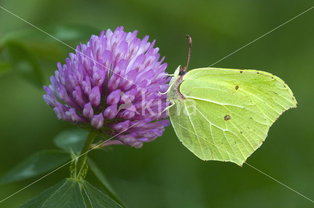 Citroenvlinder (Gonepteryx rhamni)