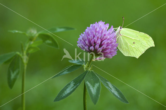 Citroenvlinder (Gonepteryx rhamni)