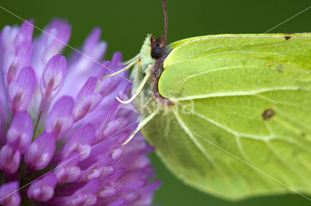 Citroenvlinder (Gonepteryx rhamni)