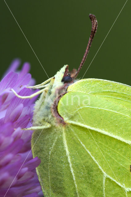 Citroenvlinder (Gonepteryx rhamni)