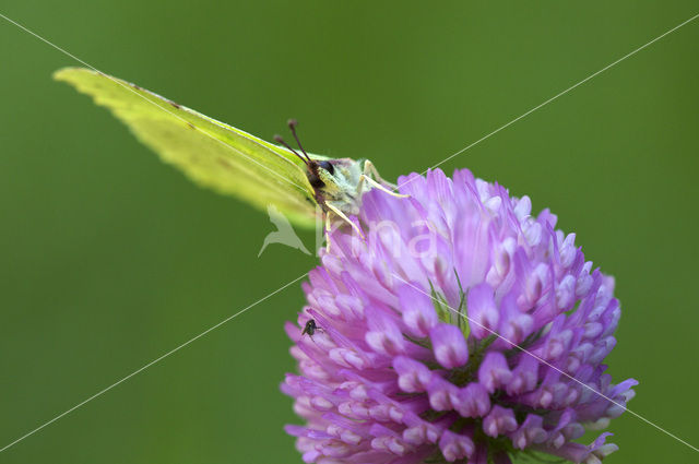 Citroenvlinder (Gonepteryx rhamni)