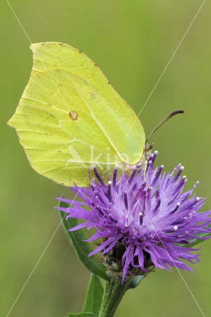 Citroenvlinder (Gonepteryx rhamni)