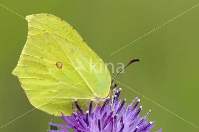 Citroenvlinder (Gonepteryx rhamni)