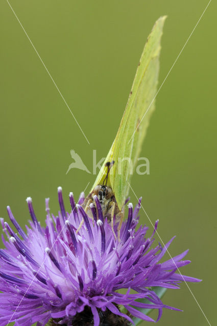 Citroenvlinder (Gonepteryx rhamni)