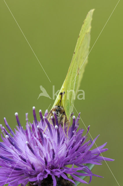 Brimstone (Gonepteryx rhamni)