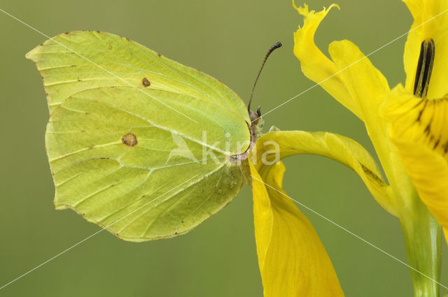 Citroenvlinder (Gonepteryx rhamni)