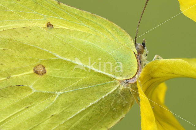 Citroenvlinder (Gonepteryx rhamni)