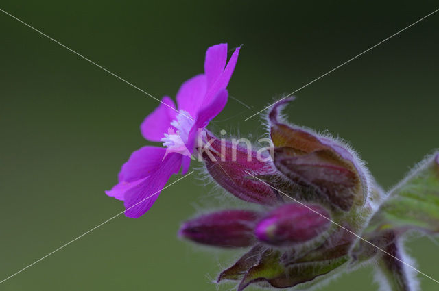 Red Campion (Silene dioica)