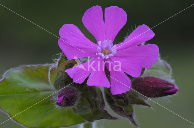 Red Campion (Silene dioica)