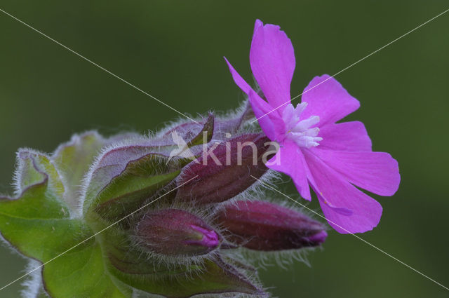 Red Campion (Silene dioica)