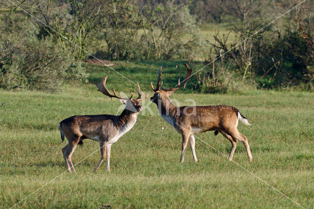 Fallow Deer (Dama dama)