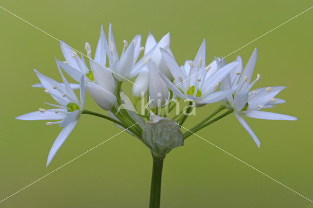 Daslook (Allium ursinum)