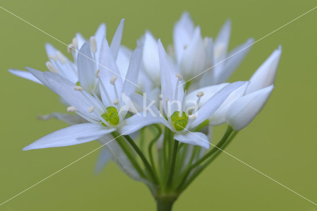 Ramsons (Allium ursinum)