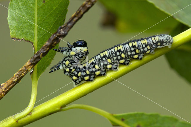 pine sawfly (Diprion pini)