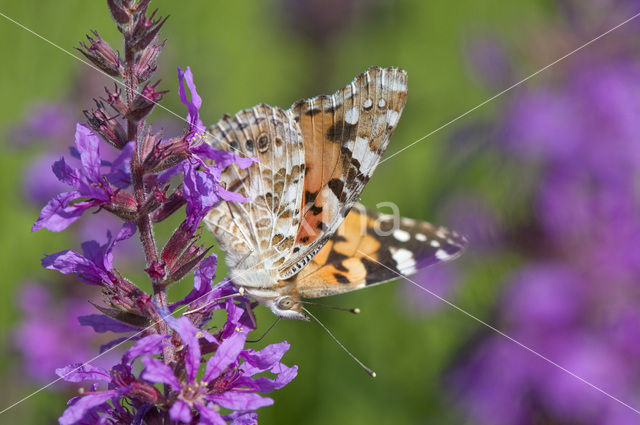 Distelvlinder (Vanessa cardui)