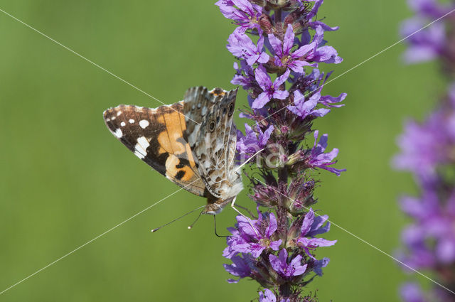 Distelvlinder (Vanessa cardui)