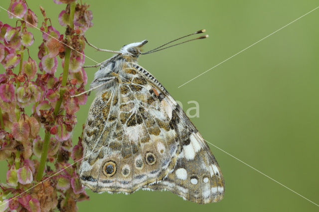 Distelvlinder (Vanessa cardui)