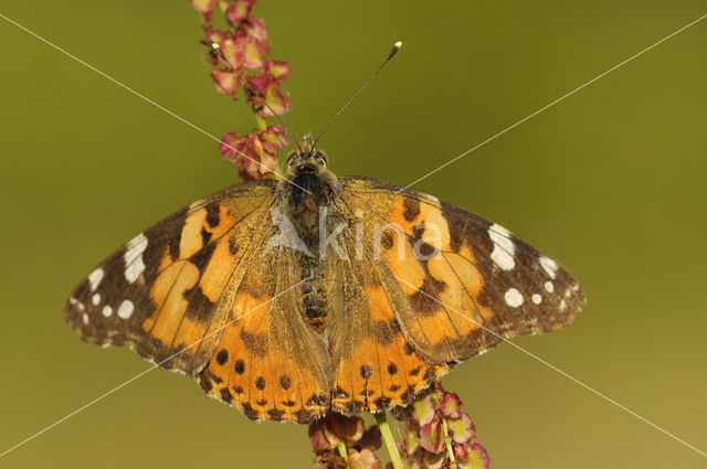 Distelvlinder (Vanessa cardui)