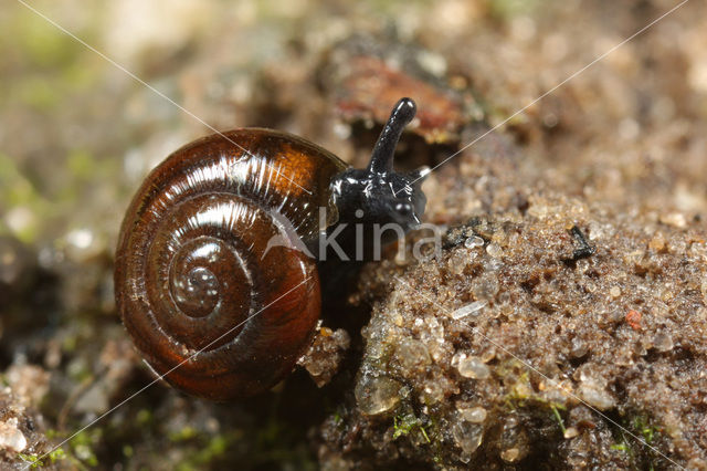 Donkere glimslak (Zonitoides nitidus)