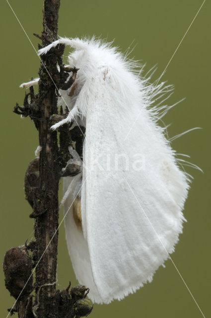 Yellow-tail (Euproctis similis)